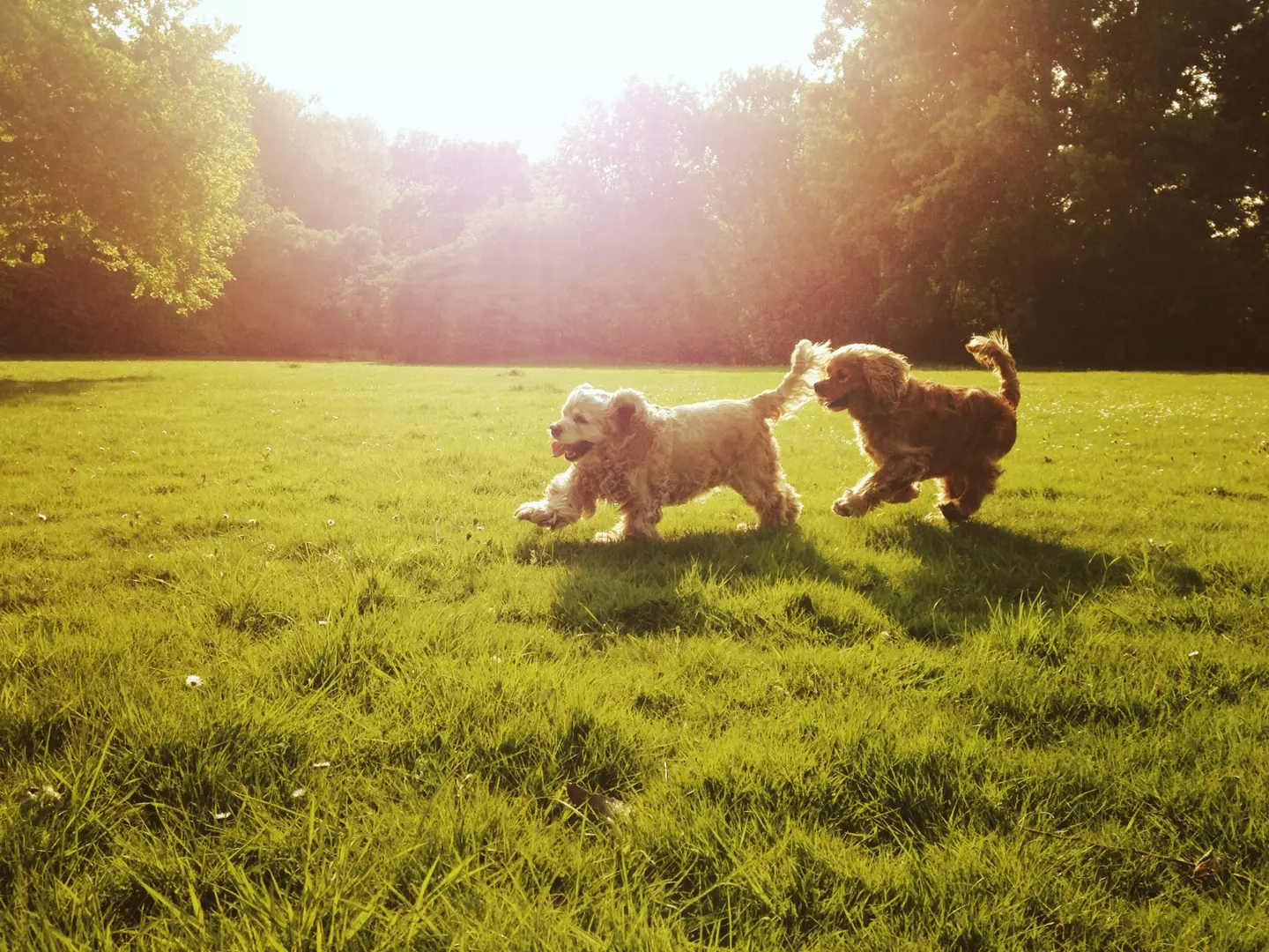 Experts are reminding pet owners to take caution over walking their dogs (Getty Stock image)