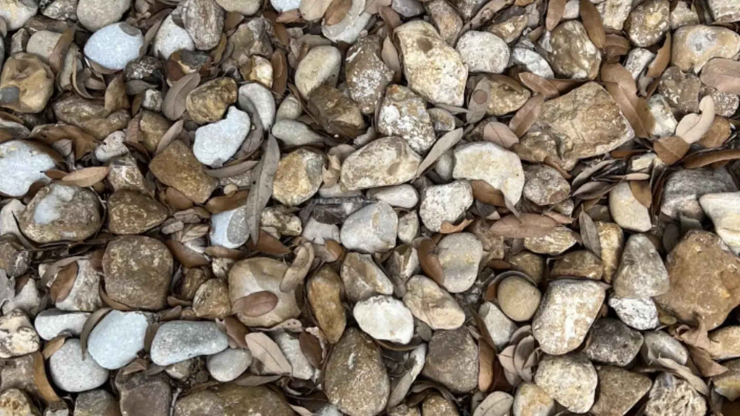 Reddit / @raedcabello