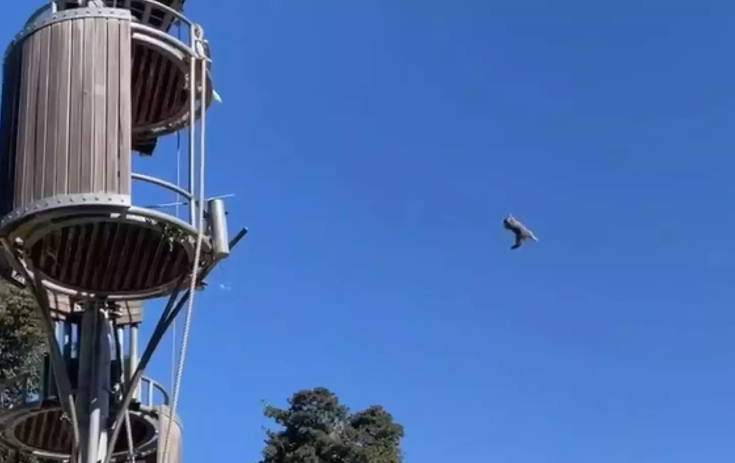 Possums can't fly, but according to Perth Zoo they can survive this.