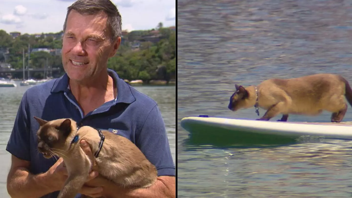 Cat receives death threats for participating in a dog swimming race