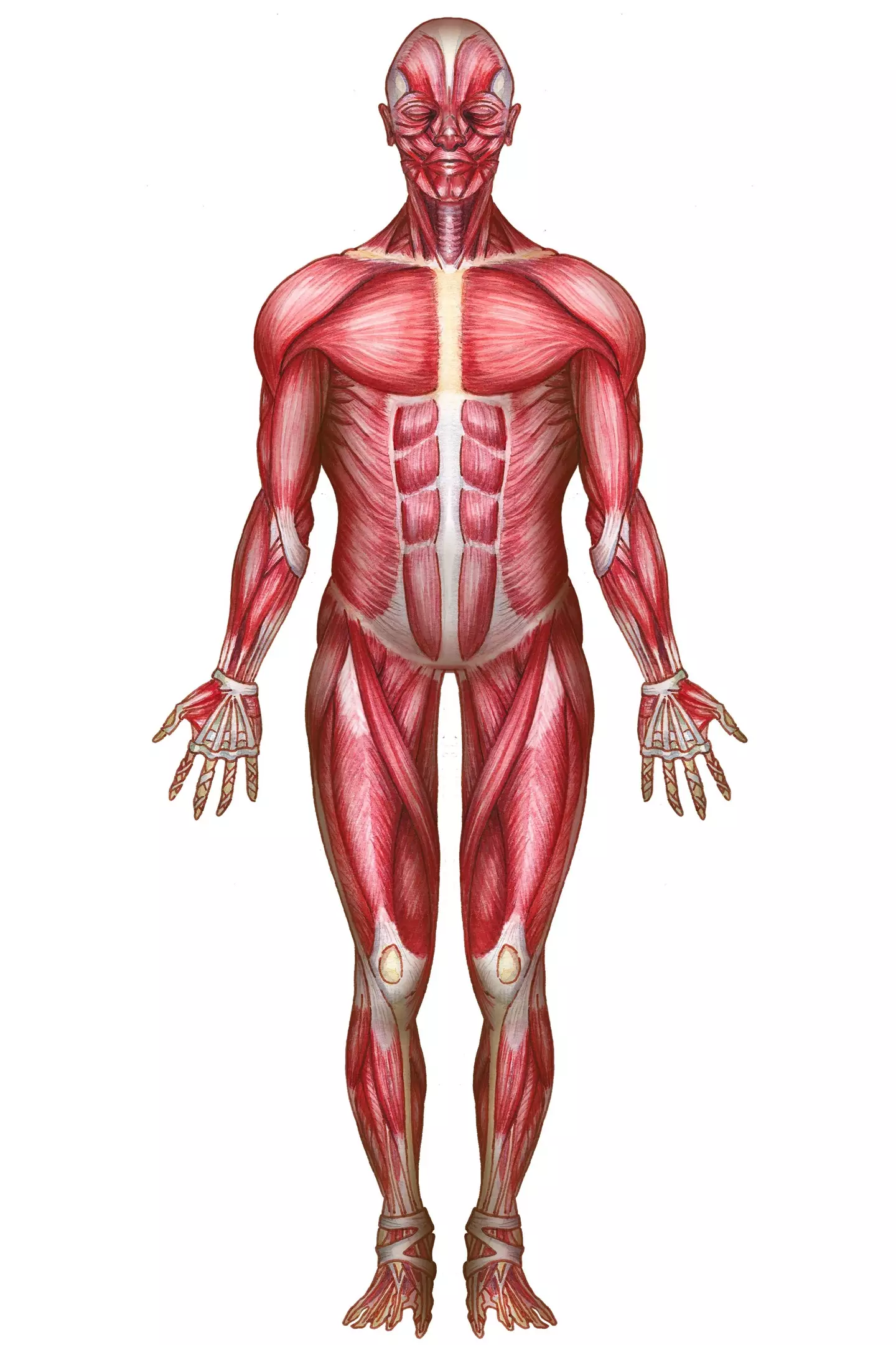 The doctor claims it can be very difficult to regain msucle mass. ( BSIP/Universal Images Group via Getty Images)