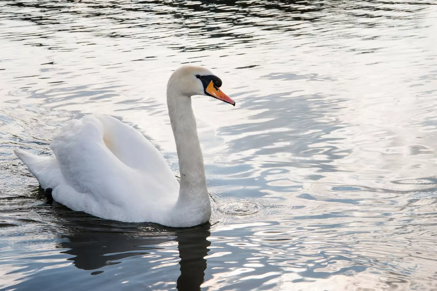 Loch Ness Monster hunter who's studied creature for 50 years reveals what 'Nessie' really is 2 The Loch Ness Monster hunter thinks people are likely just seeing swans and boat wakes (Getty Stock Image)