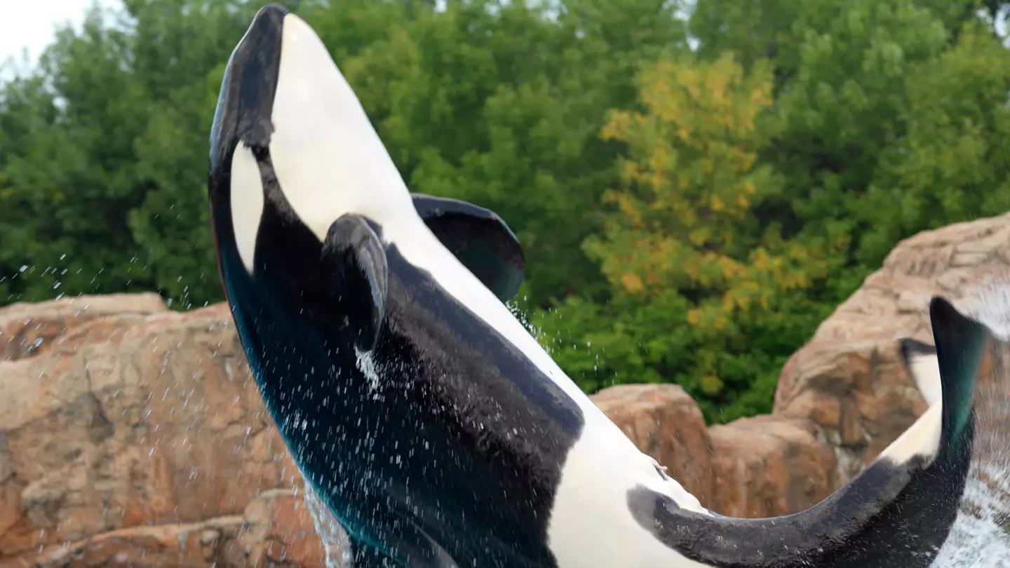 Water Park Where 'World's Loneliest Whale' Was Banging Head Against Tank Charged With Cruelty