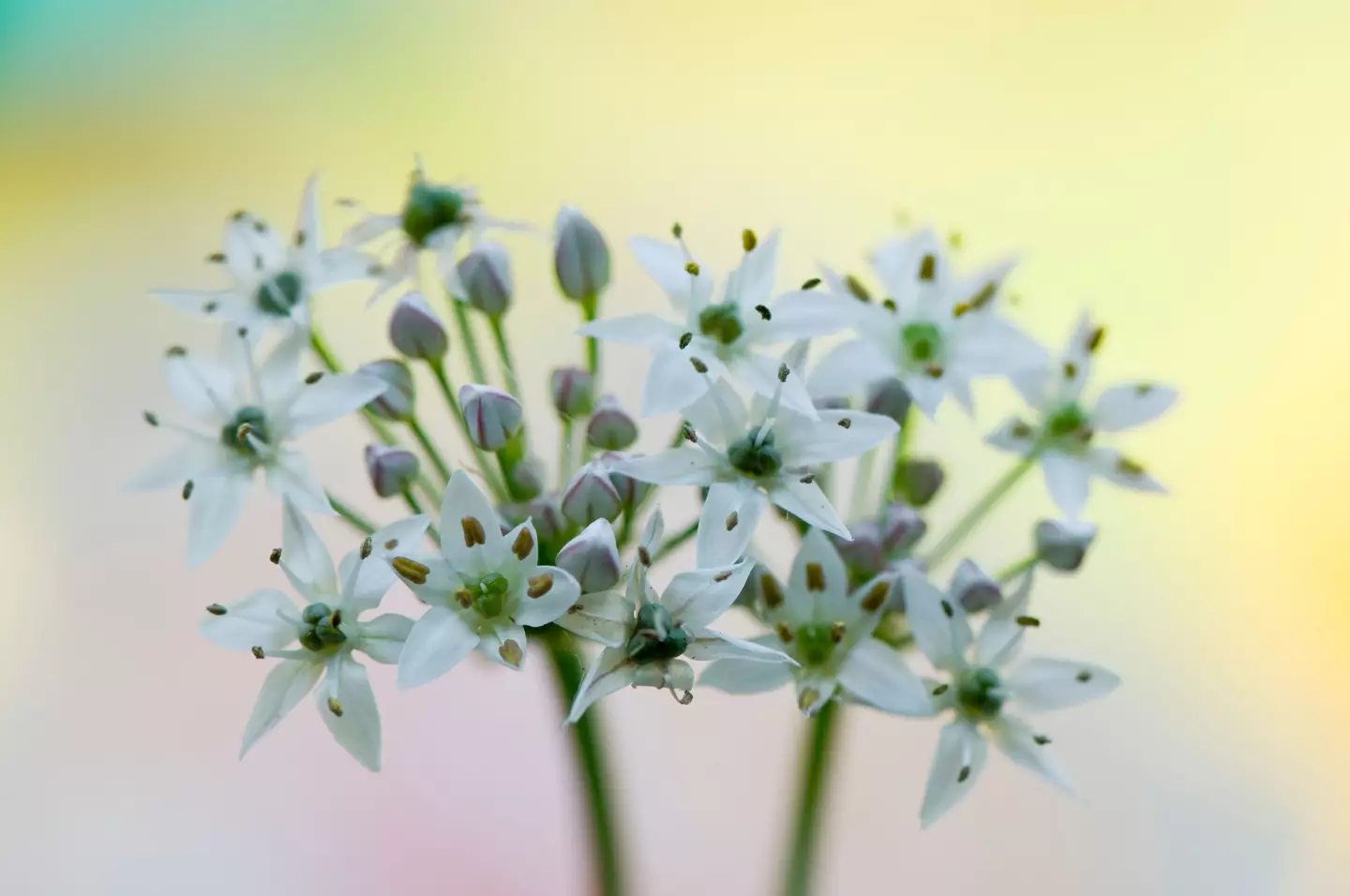 Wild garlic was one of the wild plants found on the unmown lawns.