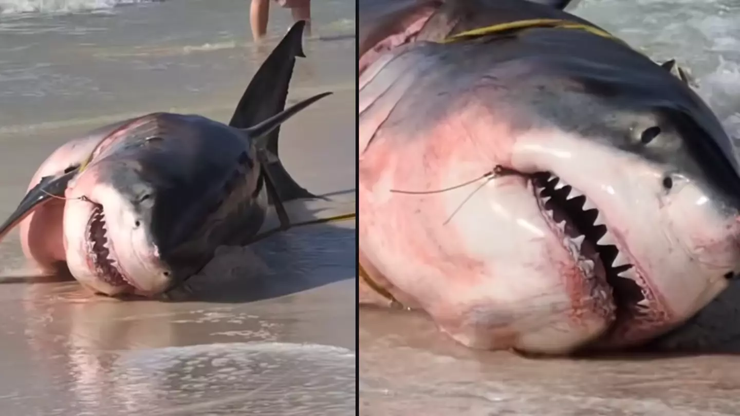 People notice extremely sad detail as huge dead great white shark washes up on beach