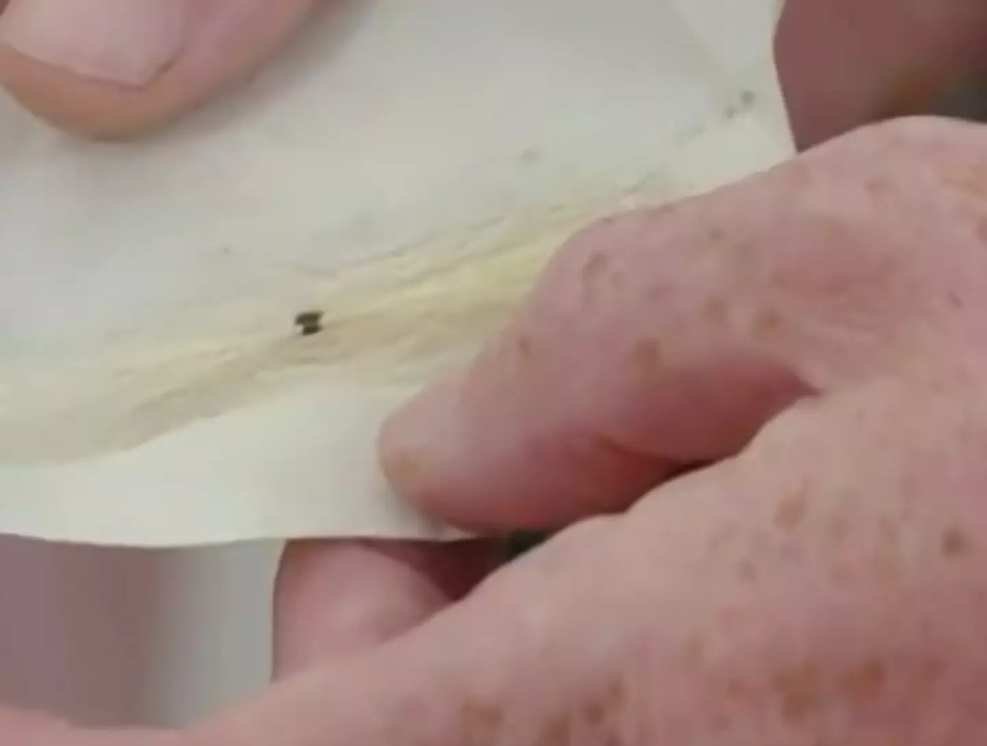 The bad news is the owner of this lock of white hair is very dead, the good news is the clipping is worth a pretty penny.