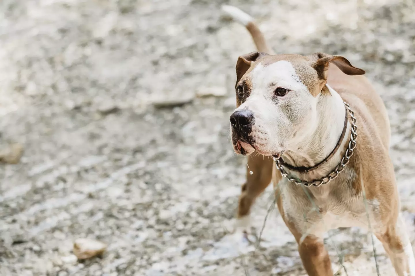 Tougher prison sentences for animal cruelty came into force back in 2021.