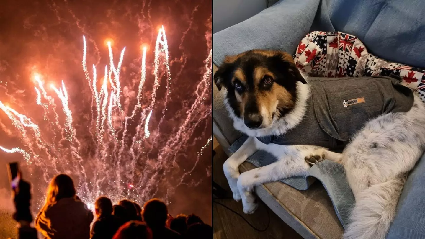 Expert reveals how little-known 'thundershirt' can calm dogs during fireworks