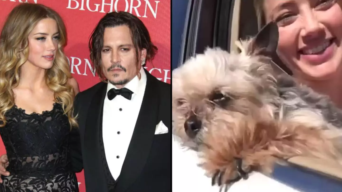 TV Presenter Claims Amber Heard’s Dog Has Gone Missing