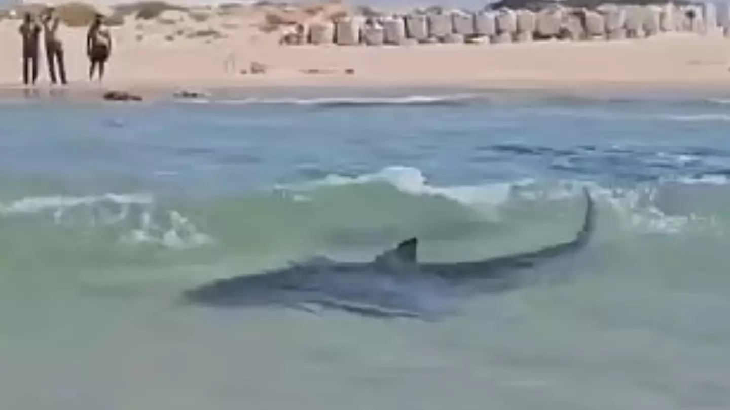 Swimmer missing and feared dead after horrifying video showed them being dragged away by shark in Mediterranean