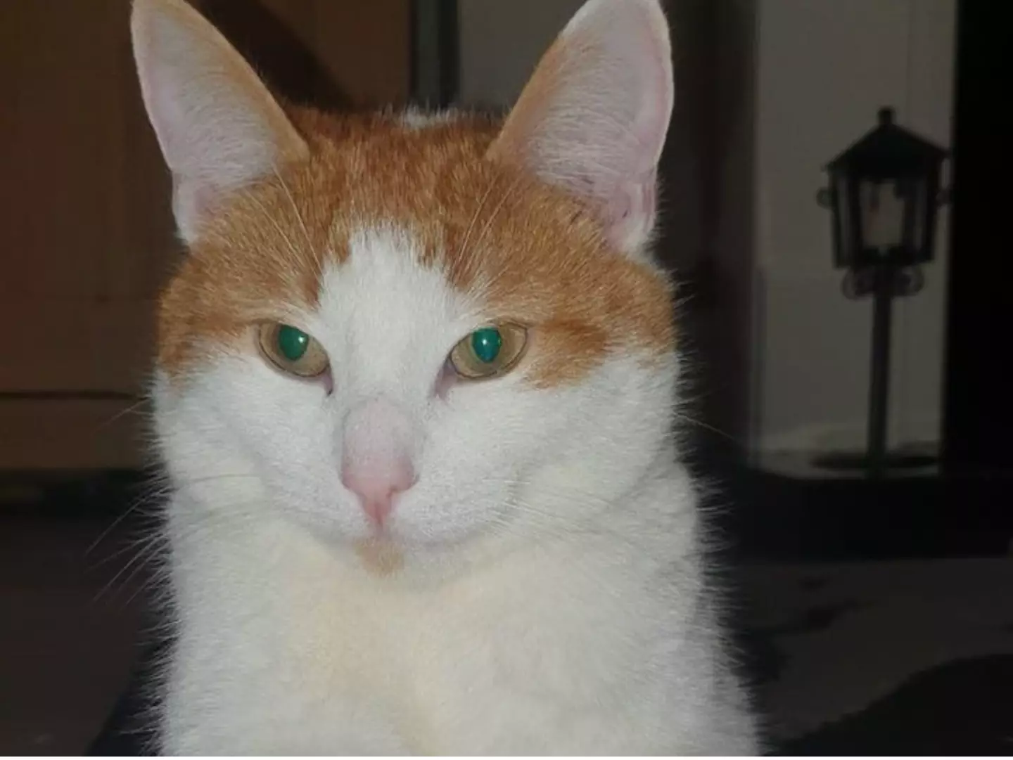 Milo's cause of death has not yet been confirmed.