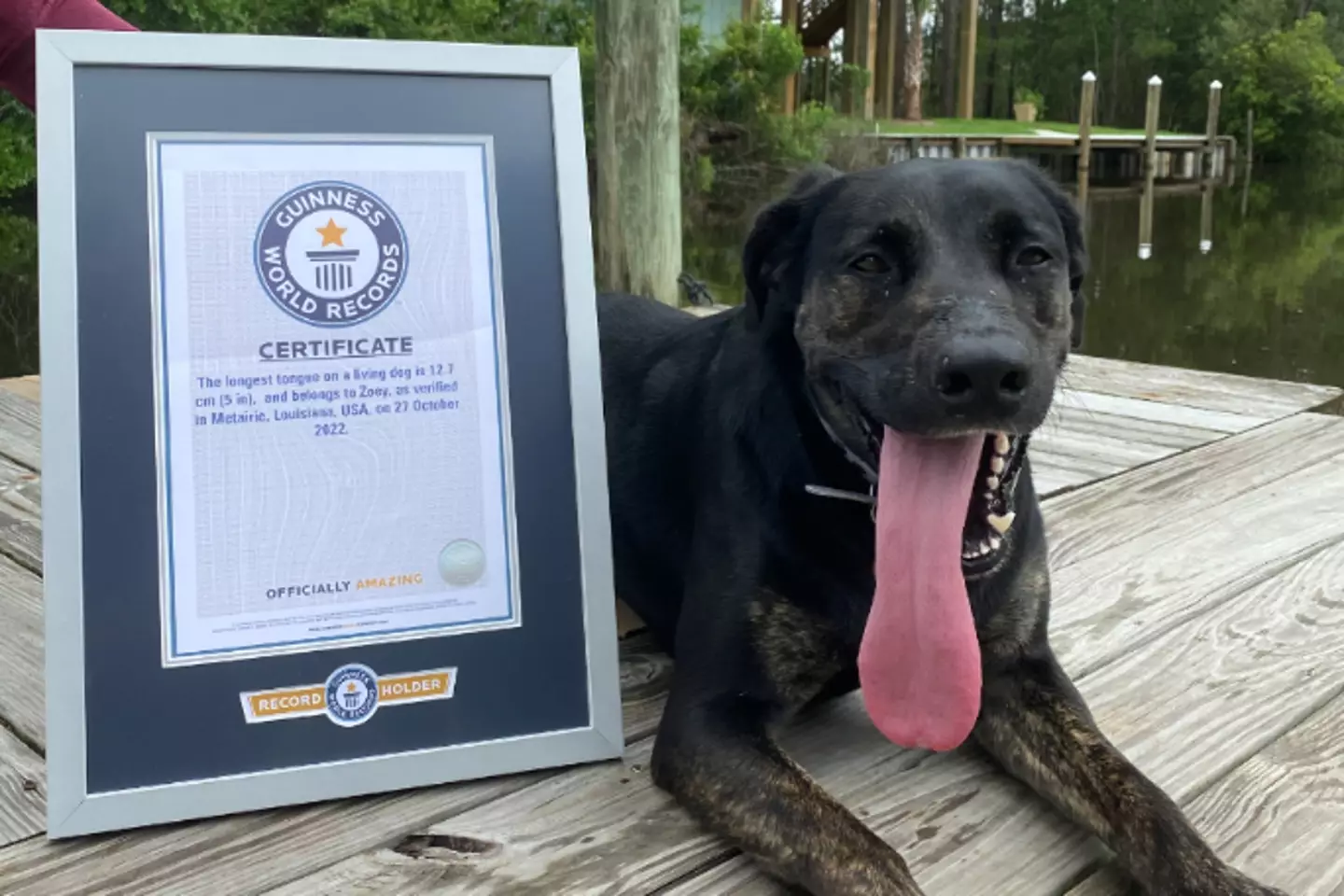 Zoey with her prize-winning monster tongue.