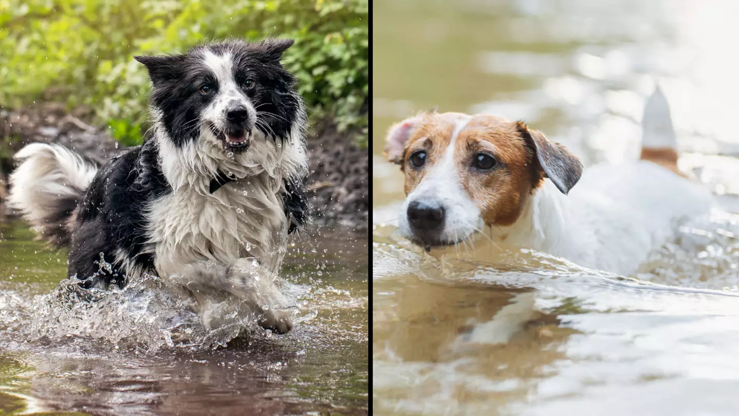 Vet issues warning to all dog owners that could save your pooch’s life