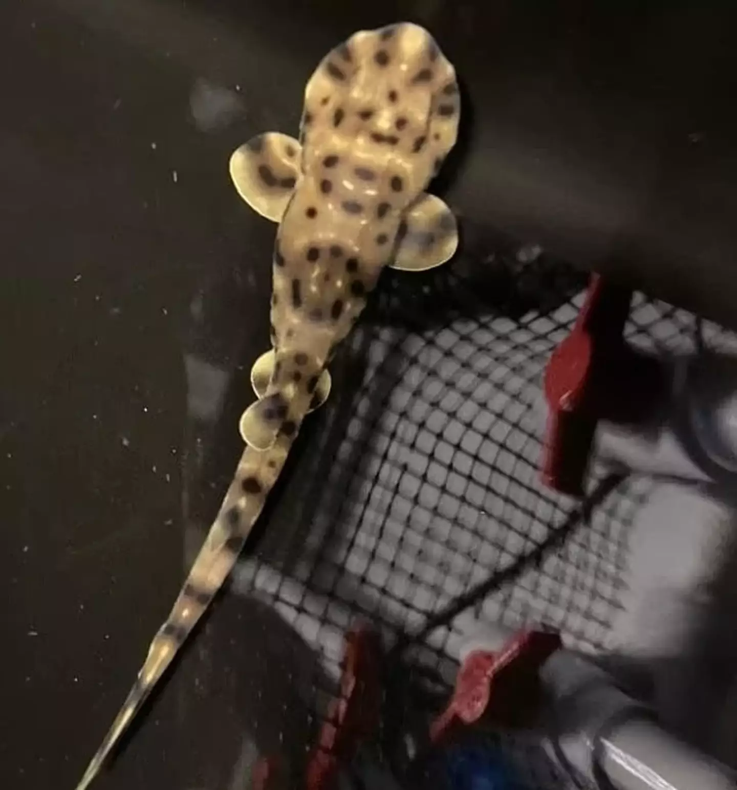 Aquarium staff were stunned when the young swell shark was born in an all-female tank (Shreveport Aquarium)