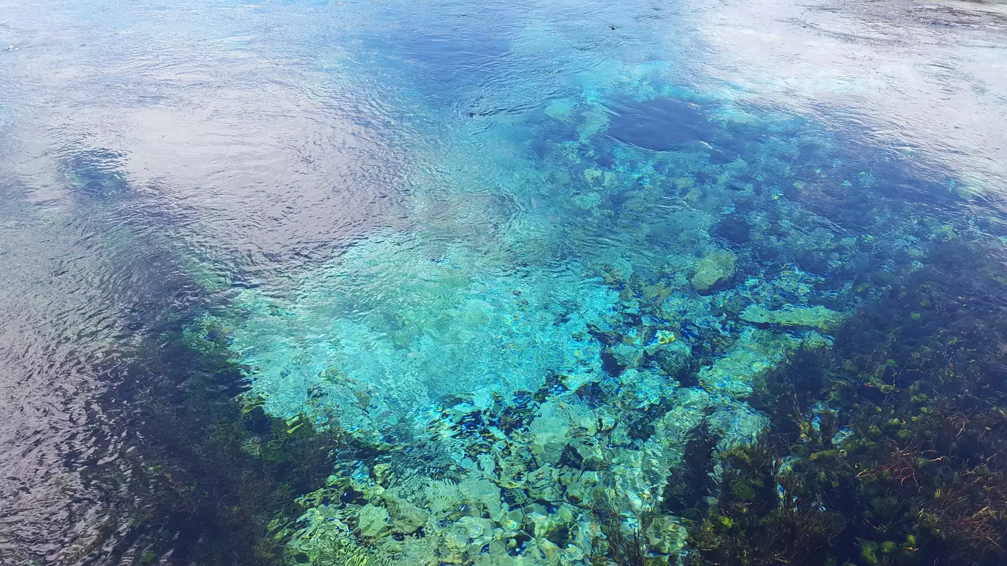 The water in the springs is stunningly clear.