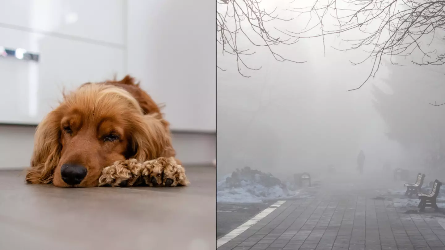 Warning issued to all dog owners as temperature drops across UK