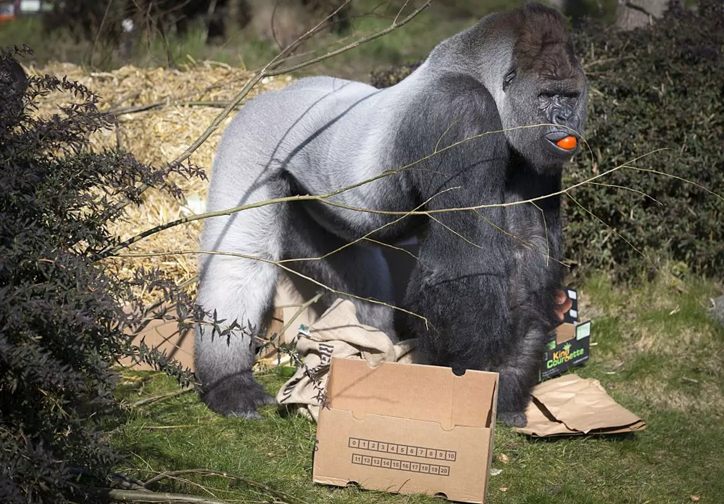 Bokito the gorilla managed to escape his enclosure and attack a woman who frequently visited him (JERRY LAMPEN/AFP via Getty Images)