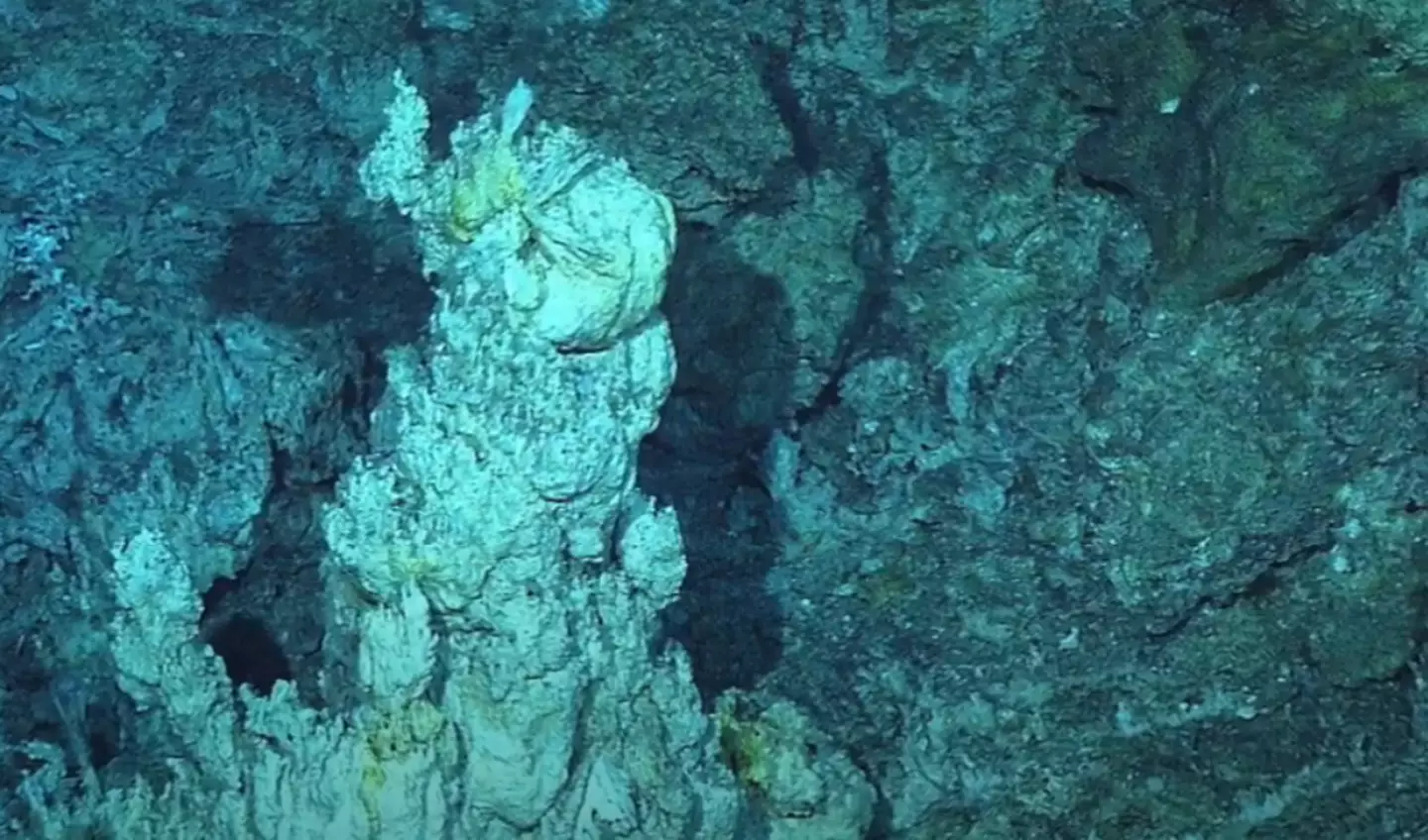 It can be found along the bottom of the Atlantic Ocean (Open Ocean Exploration)