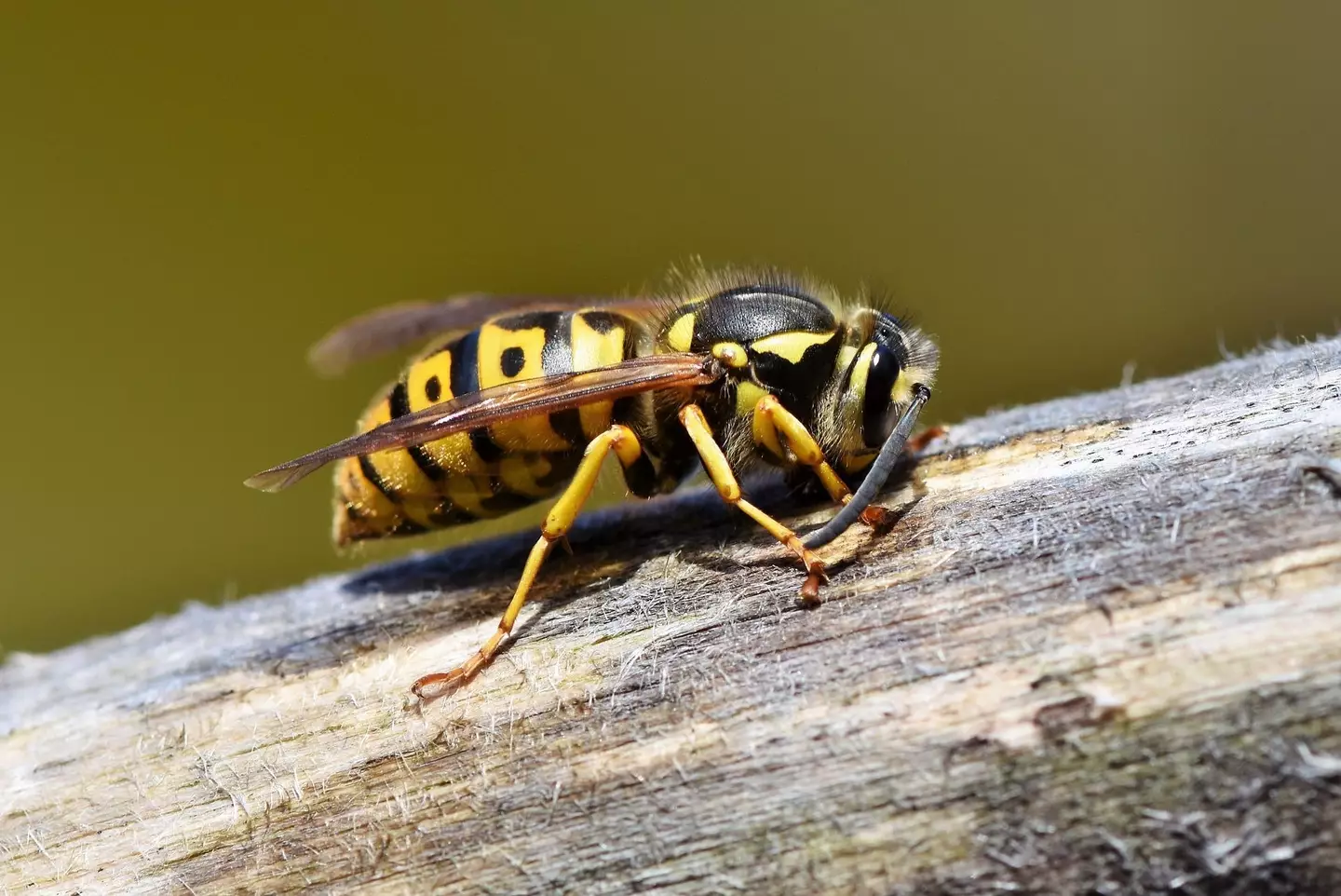 A swarm of wasps is expected in the UK thanks to the warmer temperatures.
