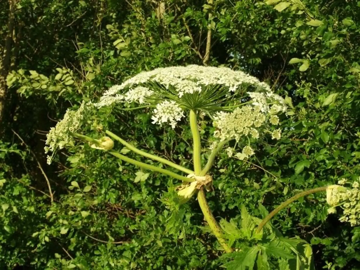 Giant hogweed is an enormous cow parsley-like plant that can cause burns to dogs and humans.