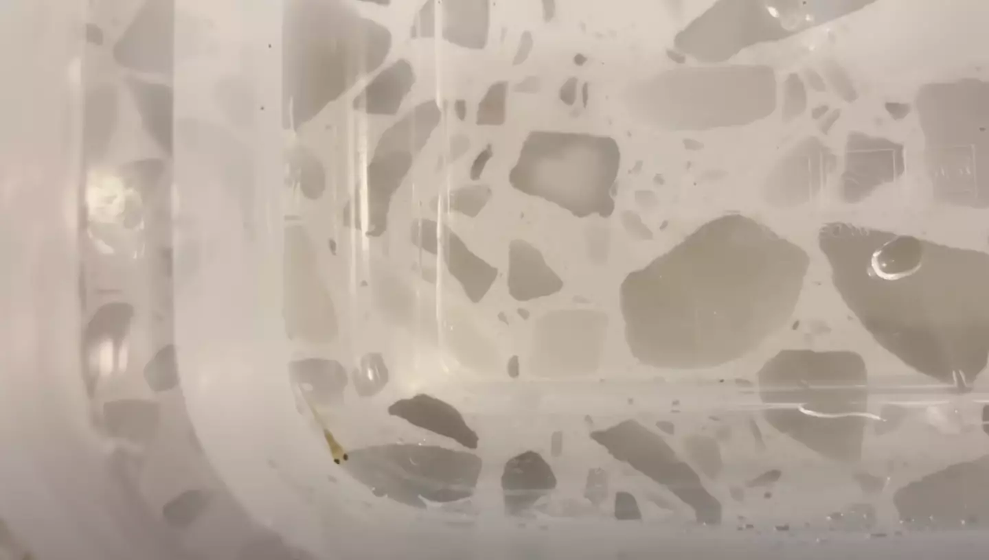 After a lot of hard work, including milking a male fish, he got his fry. (YouTube/Max Fosh)