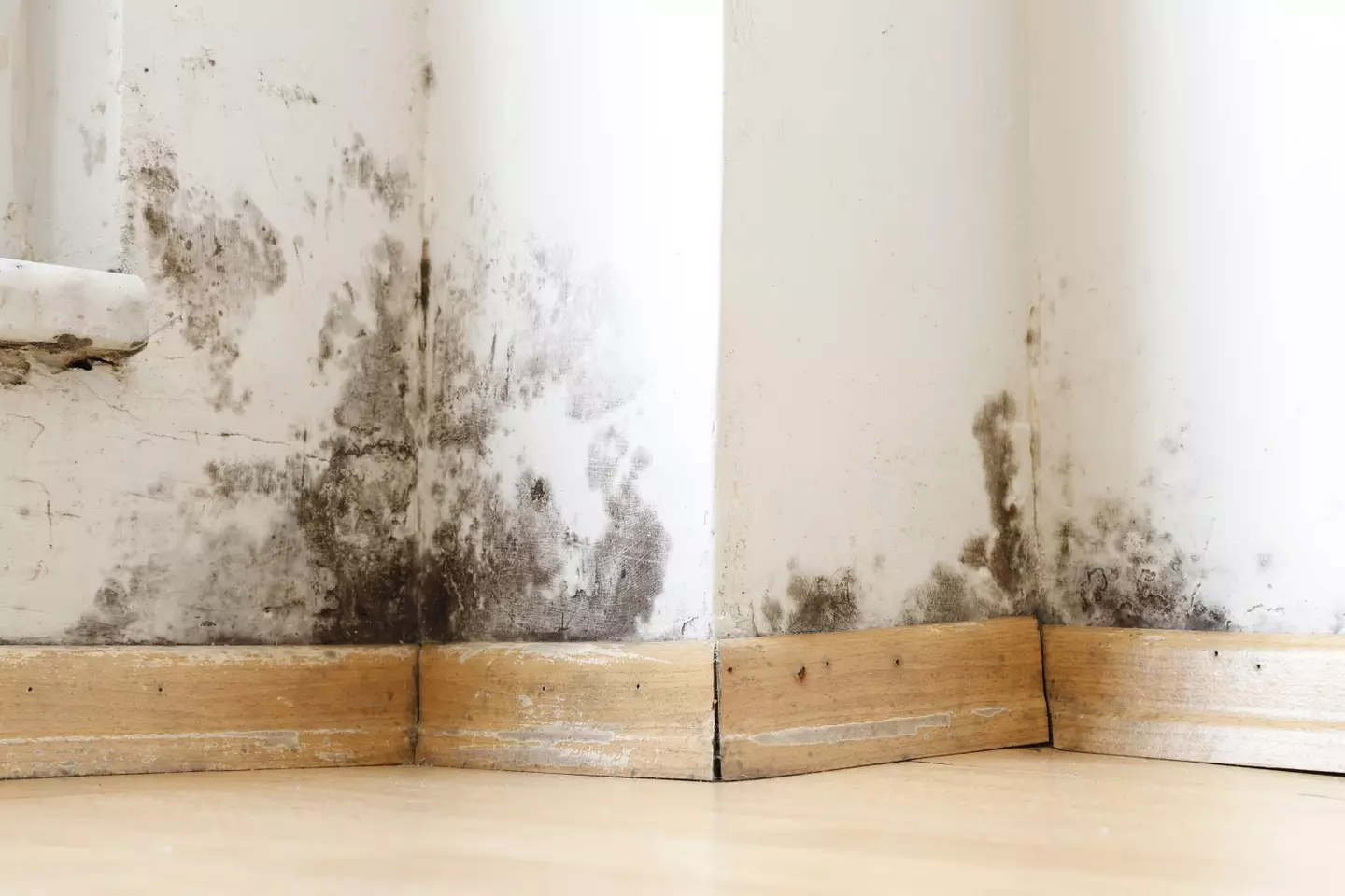 Mould can cause serious problems for a person's health.