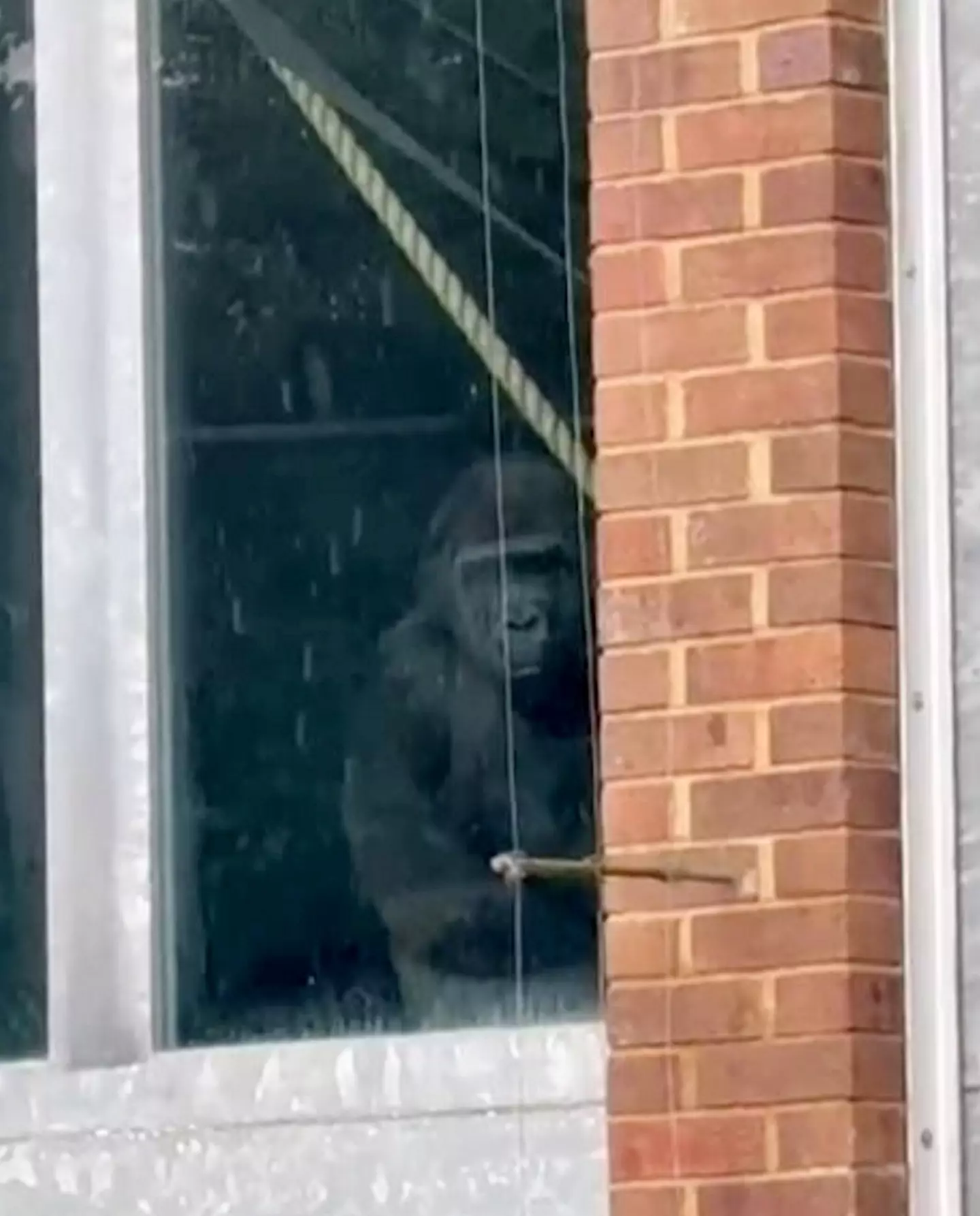 The 'urban explorers' found gorillas (SWNS)