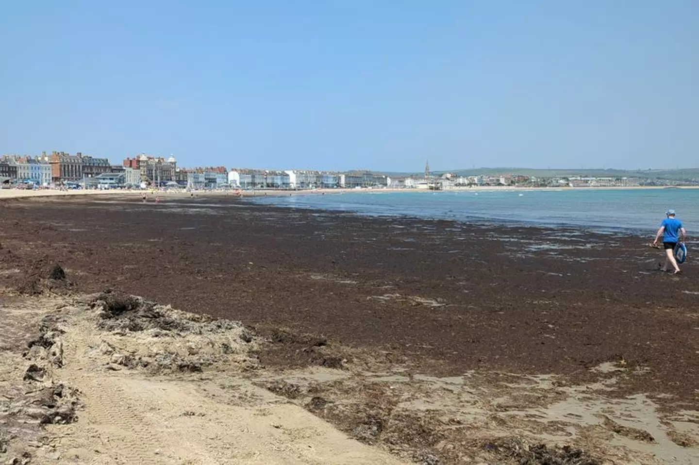One visitor said the mass of seaweed had become 'a smelly and fly-infested carpet'.