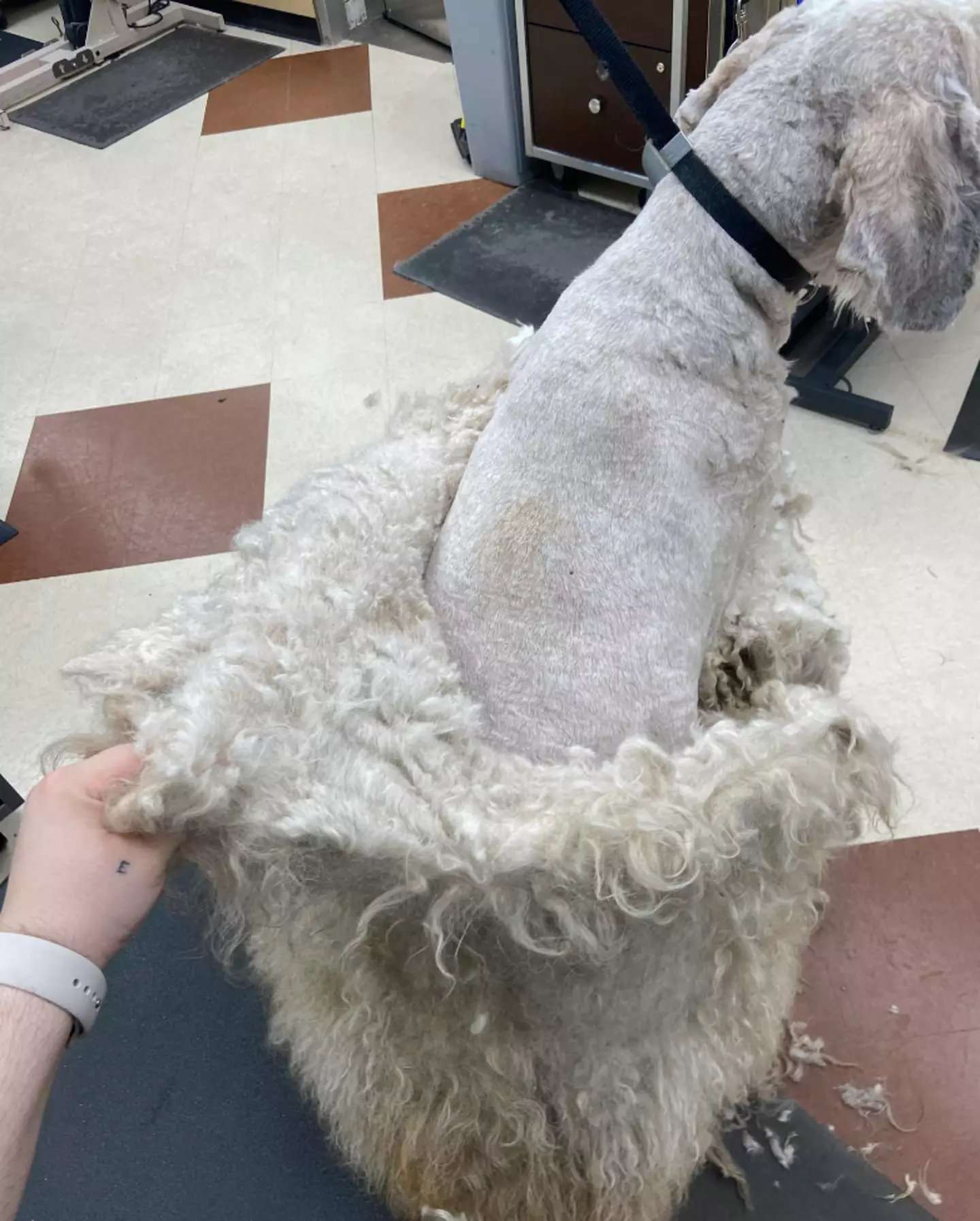 They cleared off the matted fur. (Hot_Communication968/Reddit)
