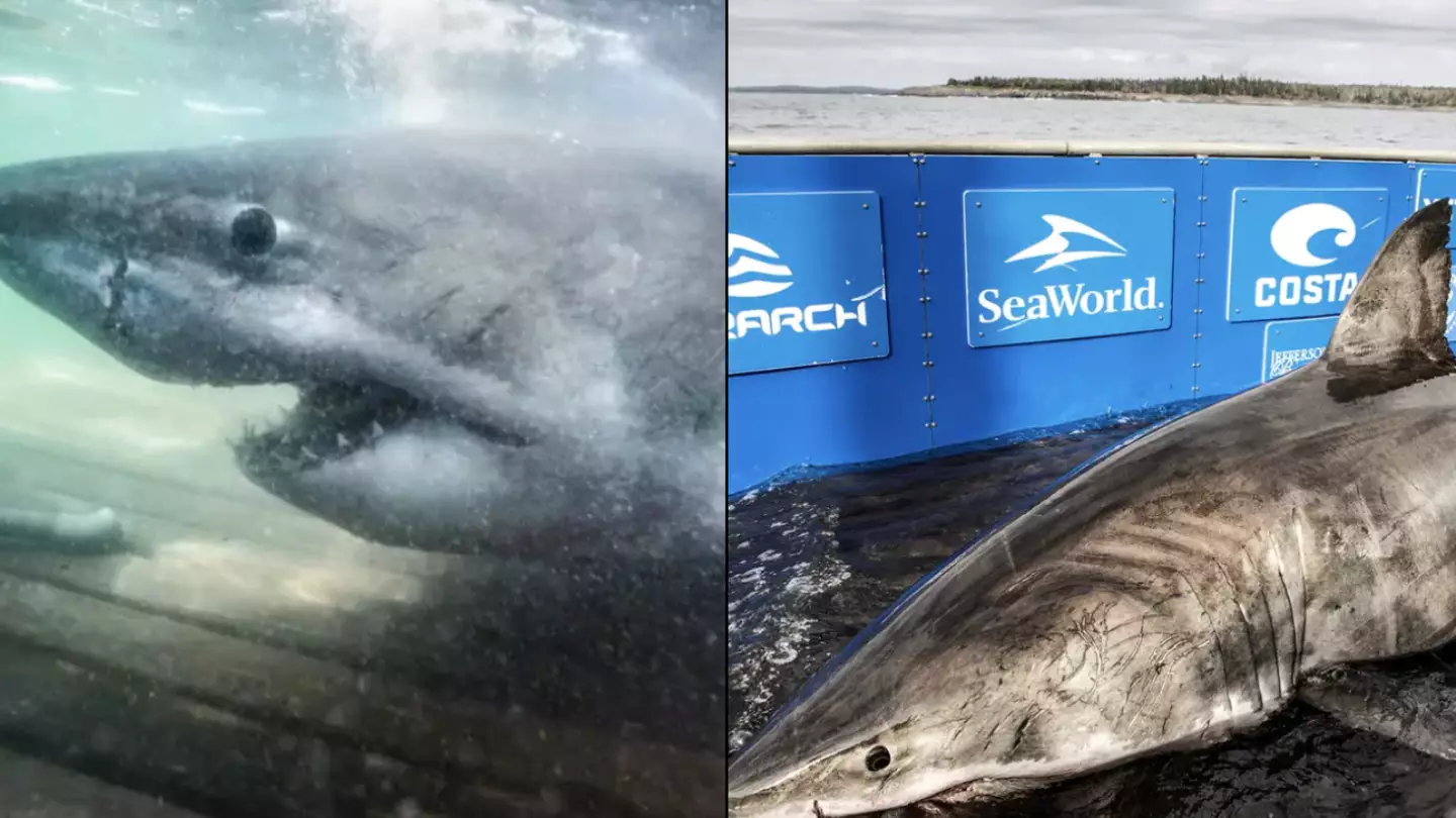 Great White Shark That Was Unusually Closer To UK Than US Hasn't Been Spotted In Over A Year