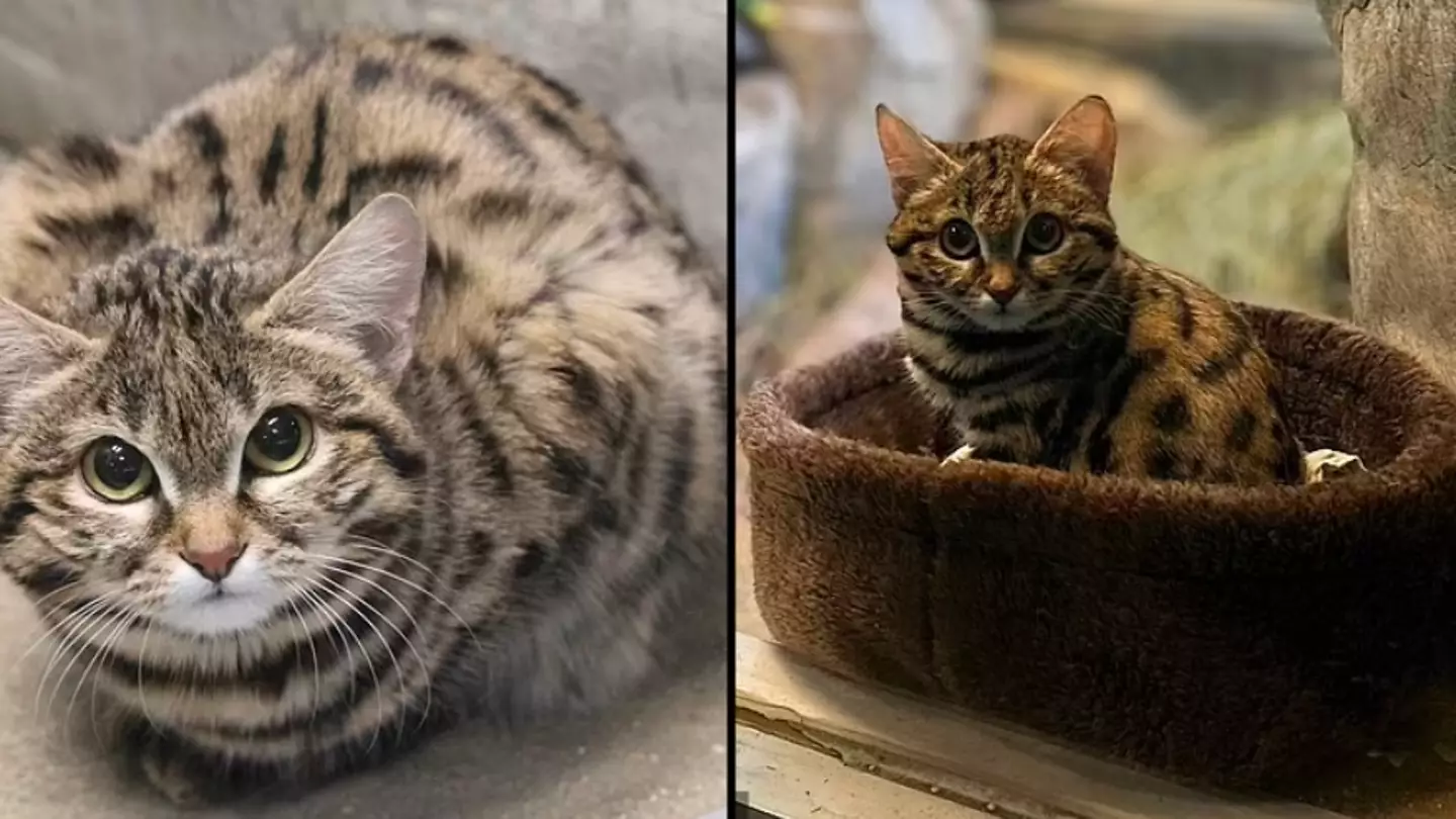 World’s deadliest cat is now settling into new home