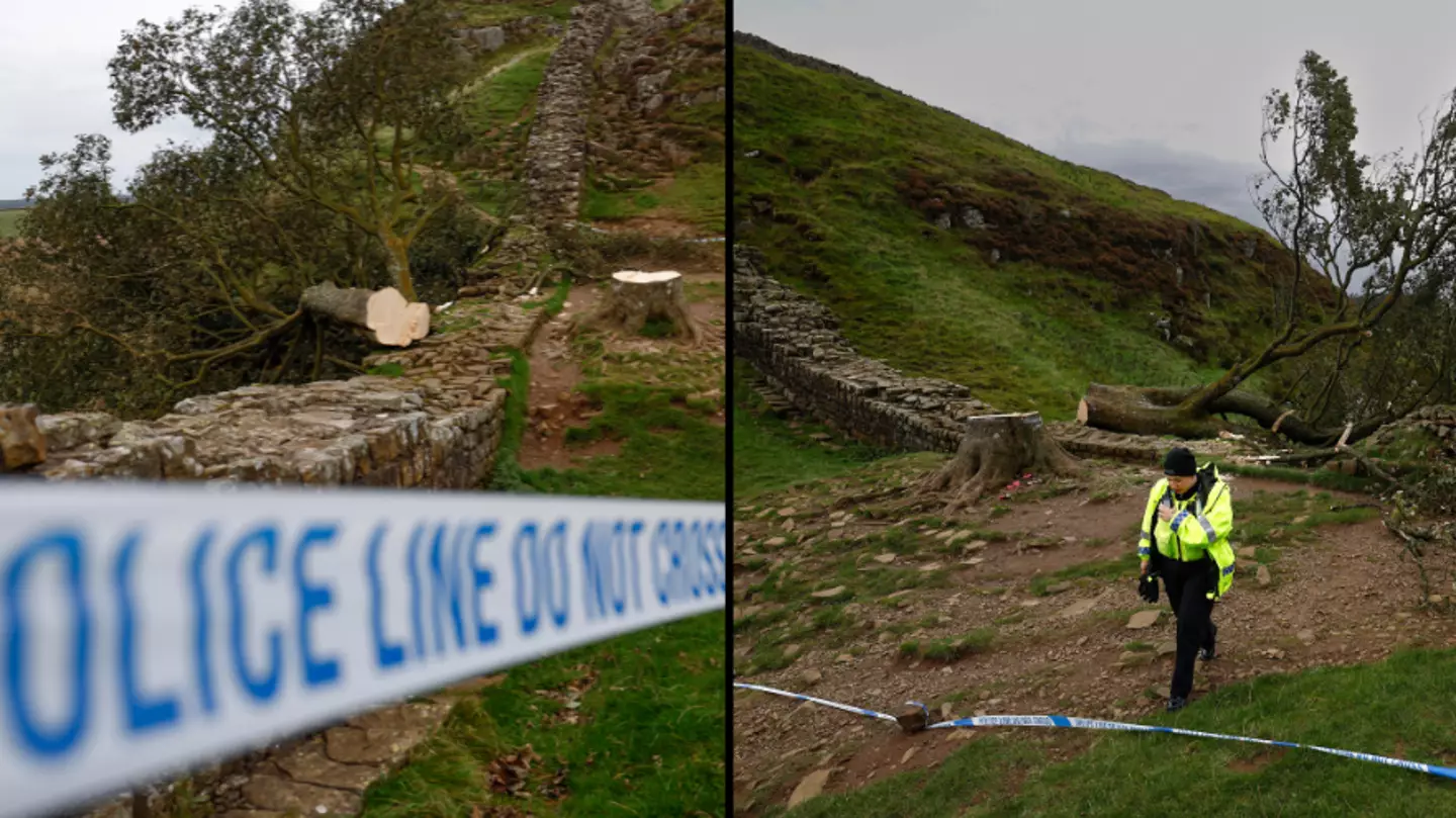 16-year-old boy arrested after world-famous Sycamore Gap tree was ‘deliberately felled’