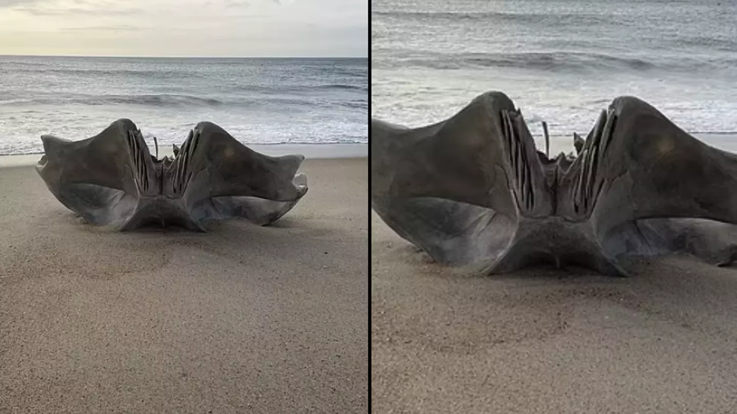 Residents warned as mysterious skull from 40-ton creature washes up on beach