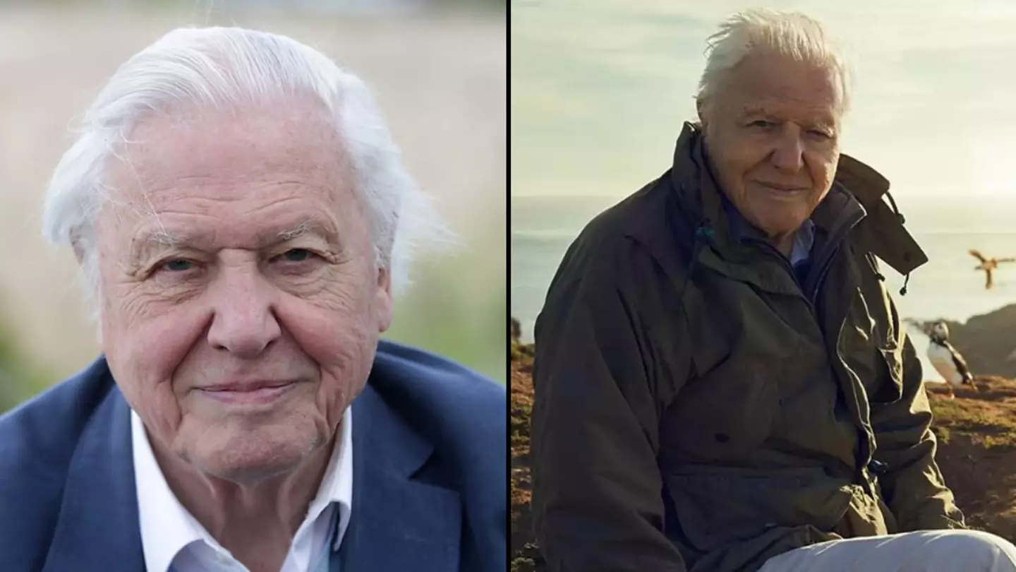 David Attenborough says he has one main regret about his legendary career