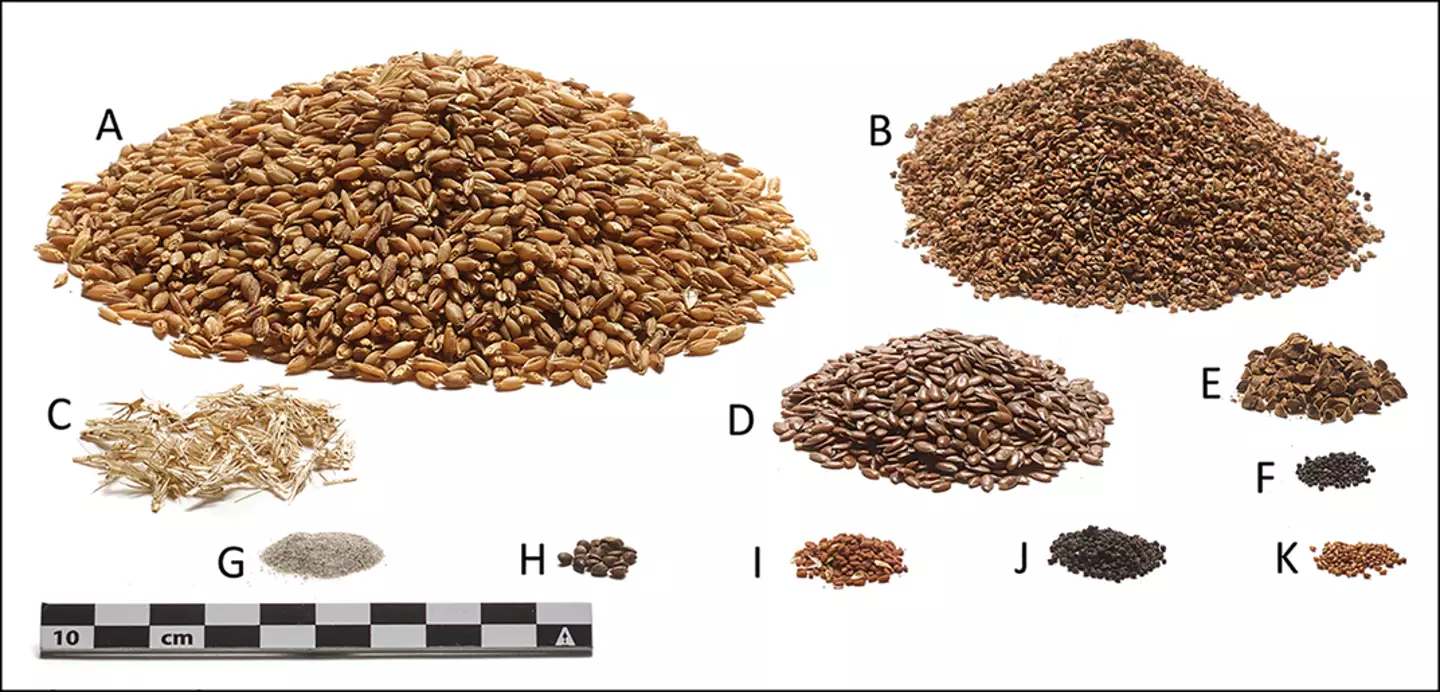 Reconstruction of the ingredients in Tollund Man's last meal.