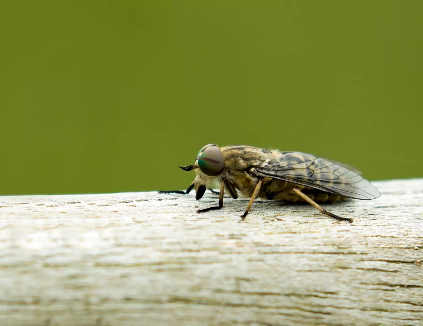 Horseflies are an absolute menace, they can bite through clothes and deliver a painful chomp.