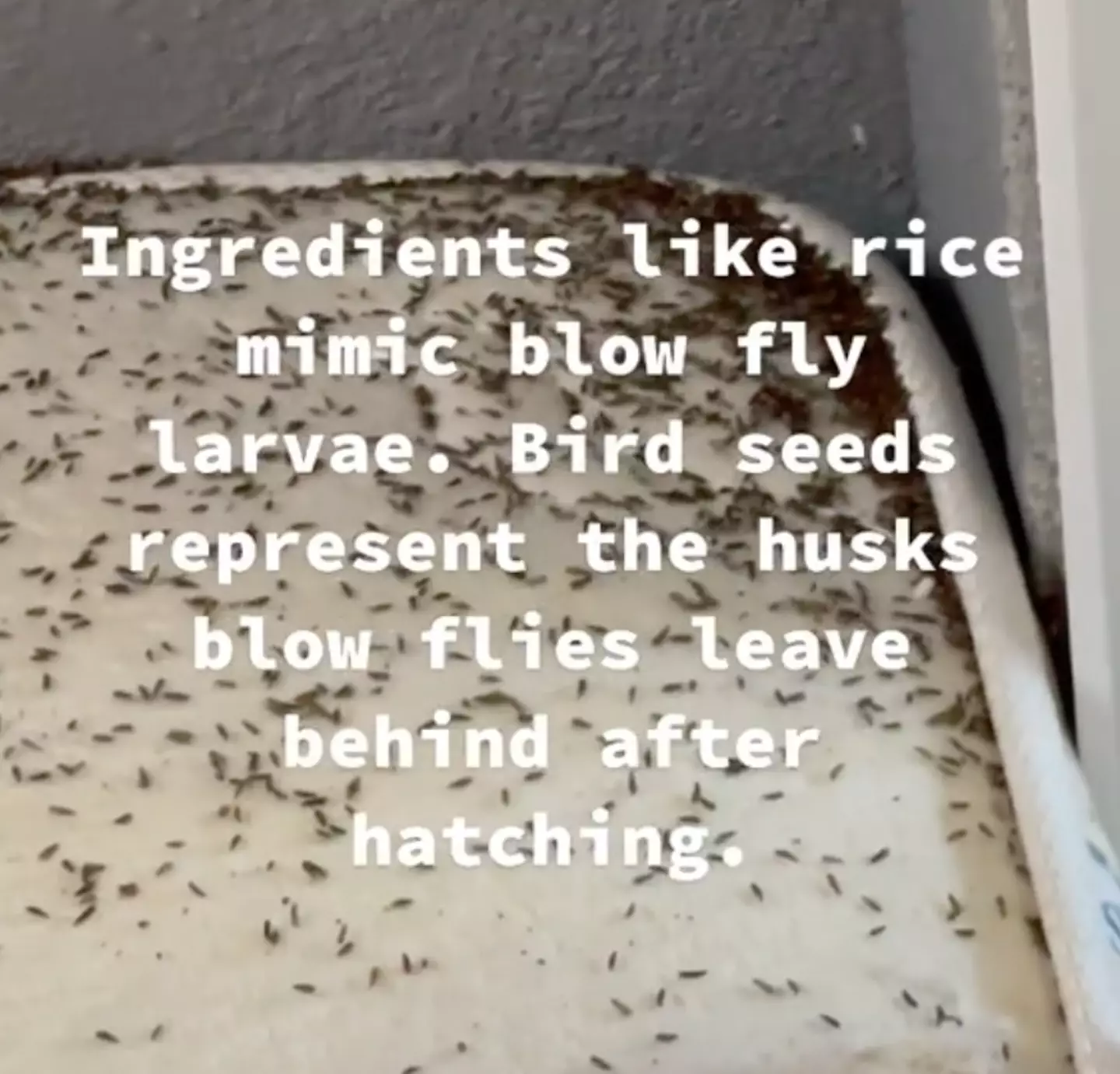 Rice is used to mimic blow fly larvae.