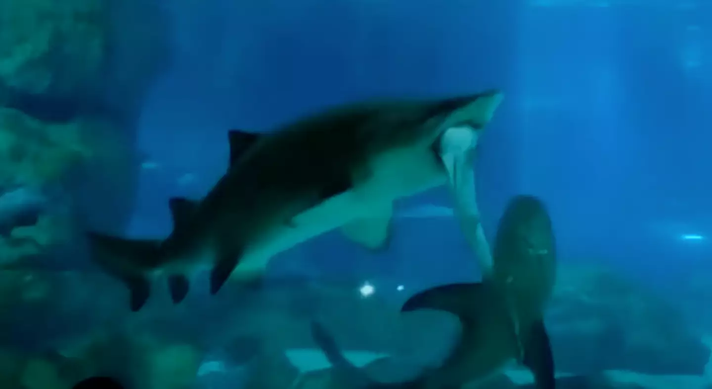 A shark was once filmed eating another shark inside a South Korea aquarium.