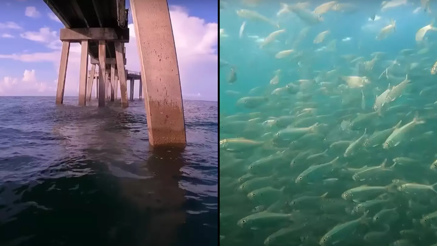 People vow to 'never swim in sea again' after man drops GoPro from 'world's most dangerous pier'