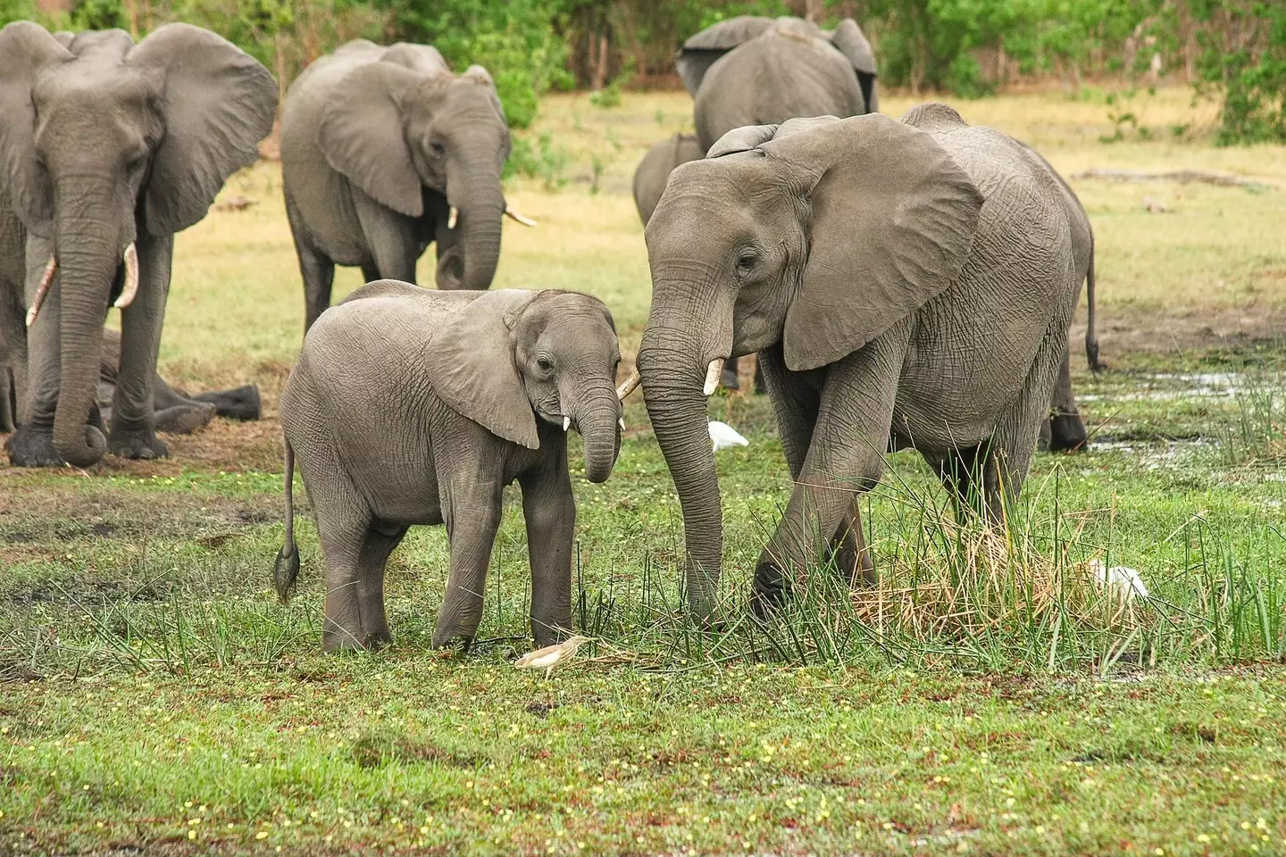 In June, we reported how a woman in India was attacked twice by an elephant, once while she was alive and again at her funeral.