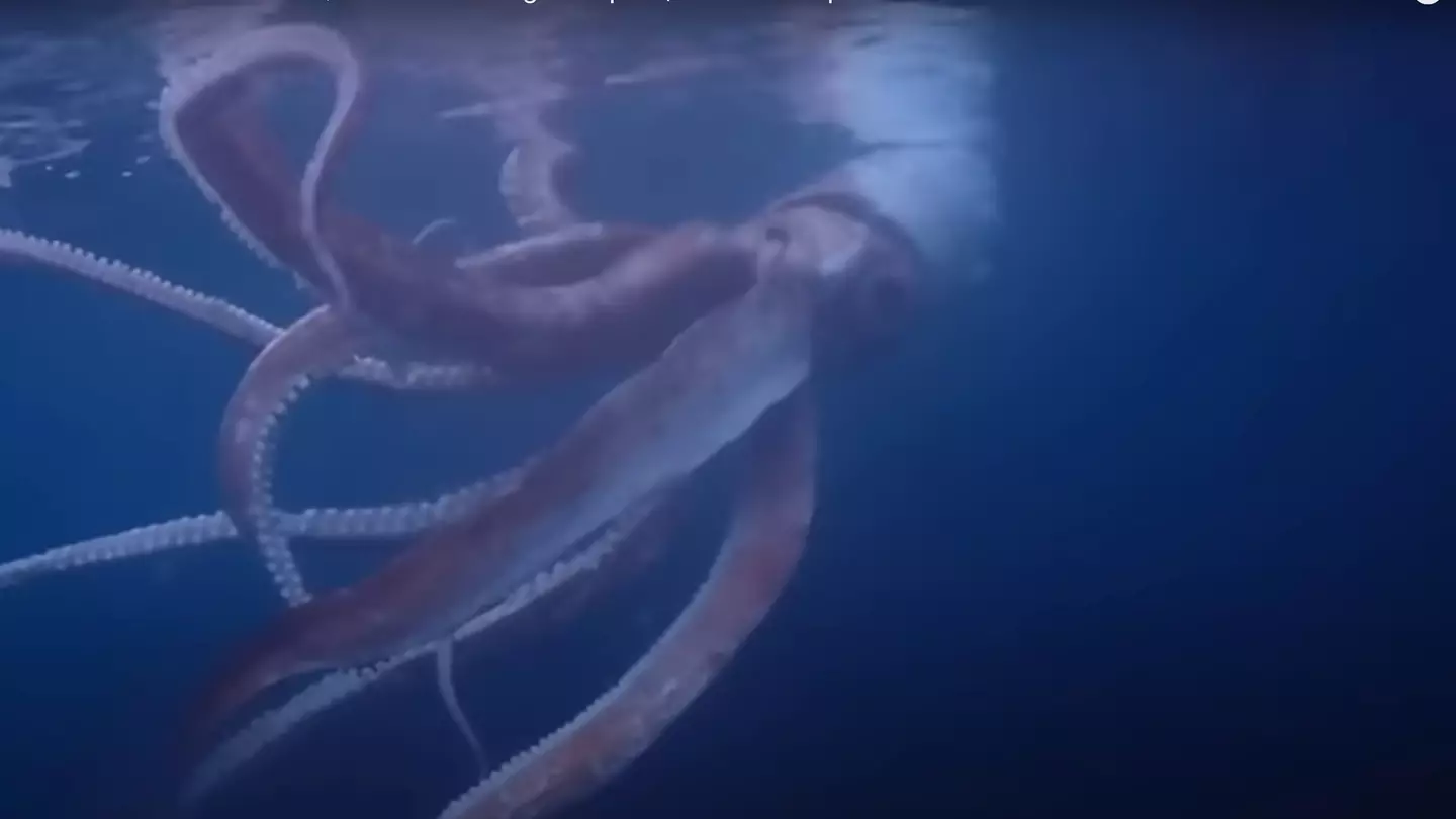 Rare footage of giant ‘eerie’ underwater creature leaves people 'absolutely terrified' of deep sea