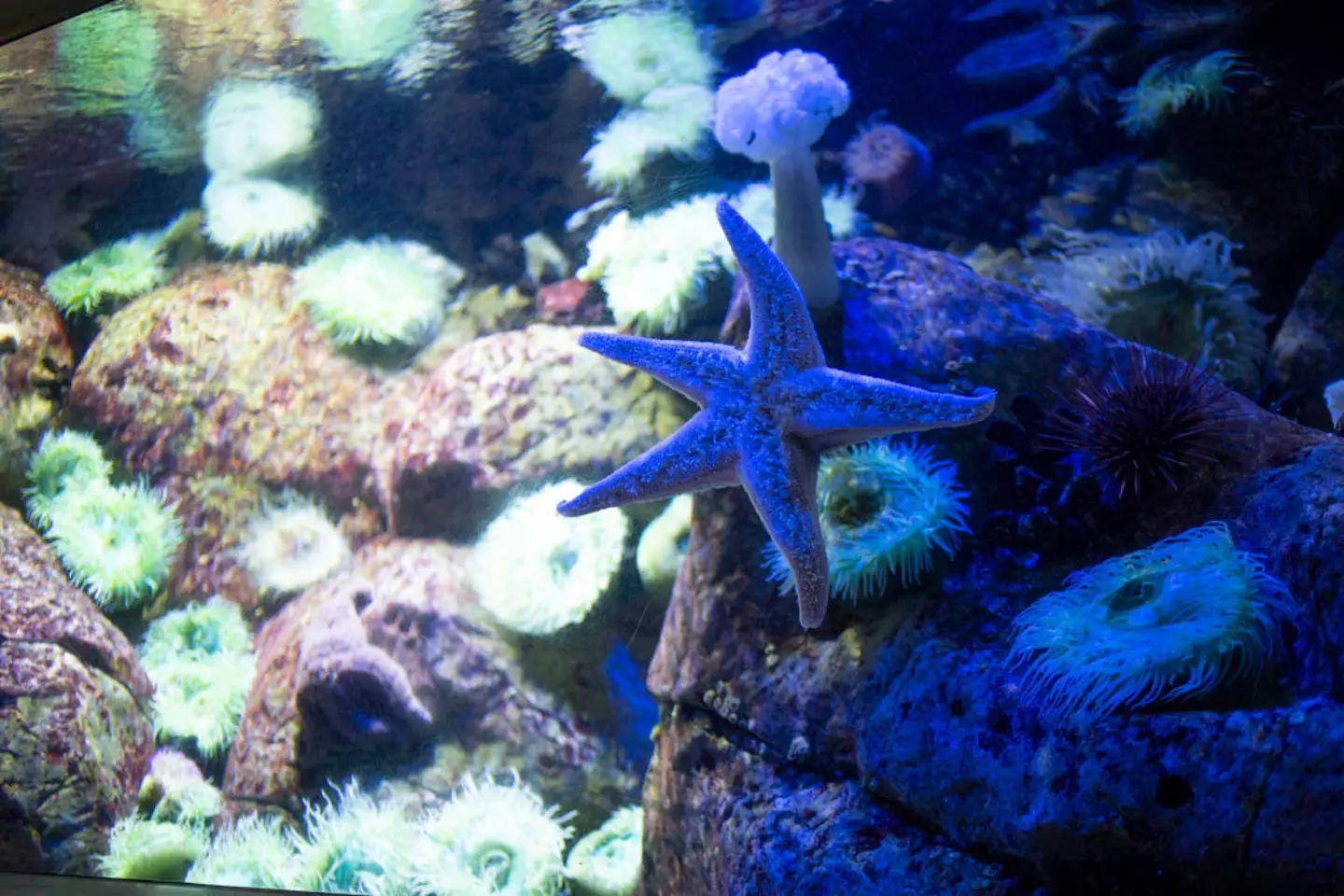 Scientists solve great ocean mystery which turned billions of starfish into goo