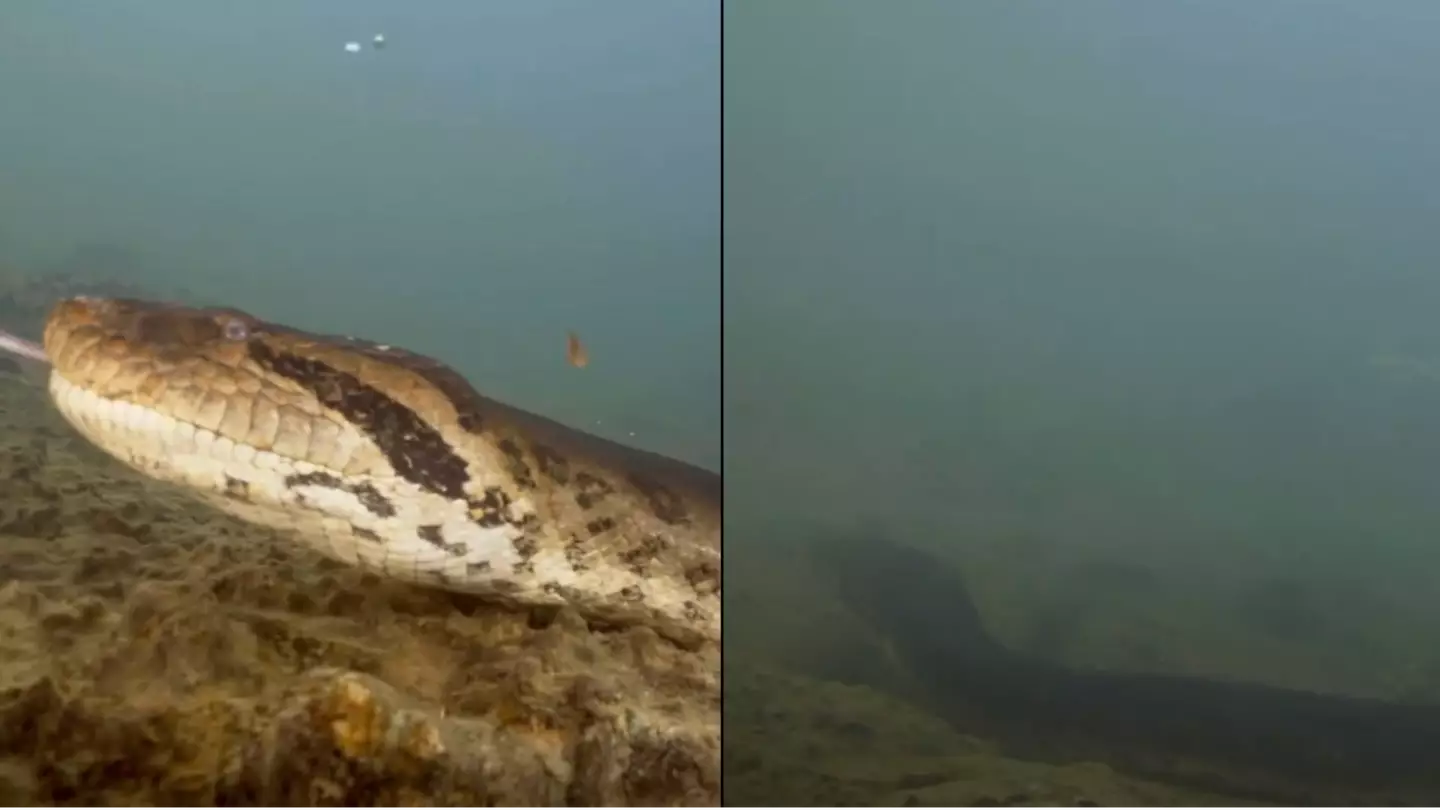 'World's largest snake' found in Amazon has been shot dead weeks after going viral