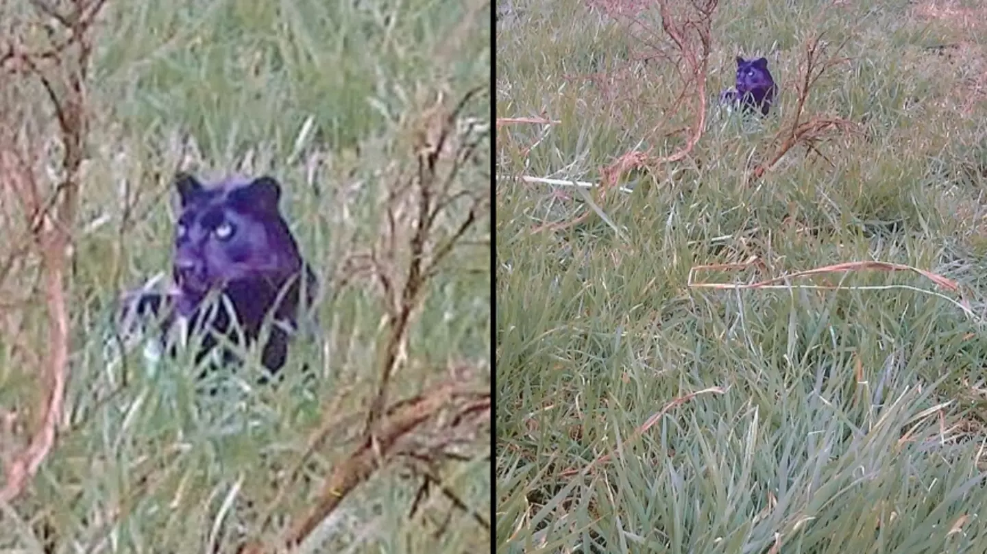 Filmmakers say they've found the 'clearest' photo proving a big cat is roaming the UK countryside