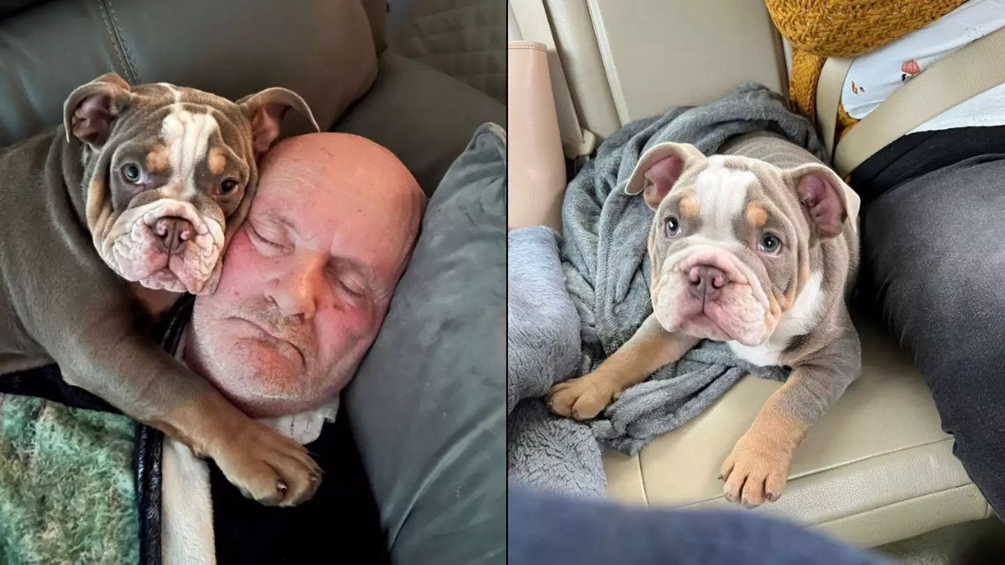 Bulldog puppy 'saved owner's life' after chewing his toe to the bone while he slept