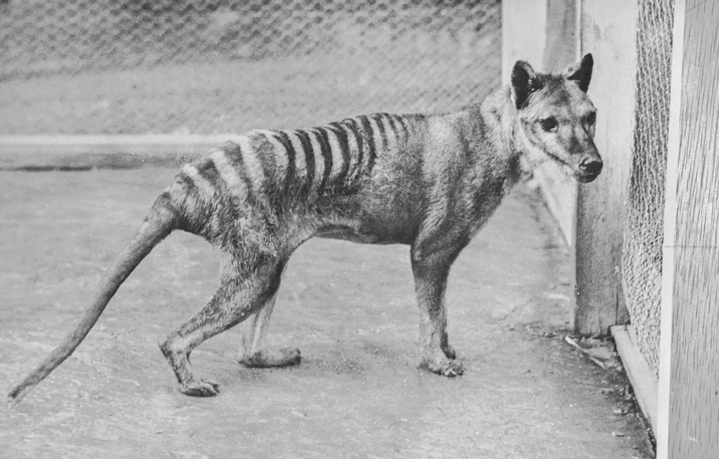 The discovery means we could be a step closer to seeing the Tasmanian Tiger again (HUM Images/Universal Images Group via Getty Images)