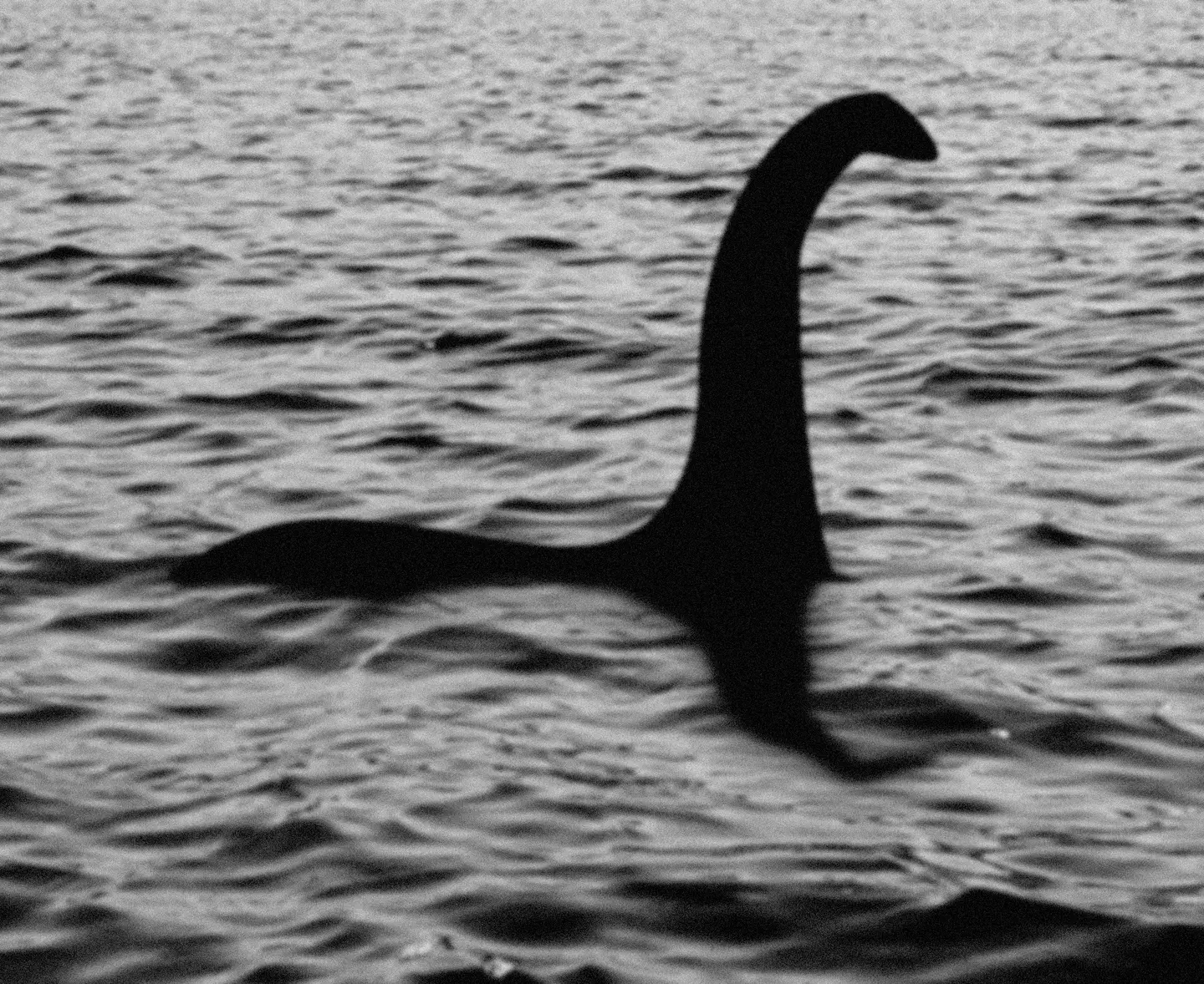 The search for Nessie continues.
