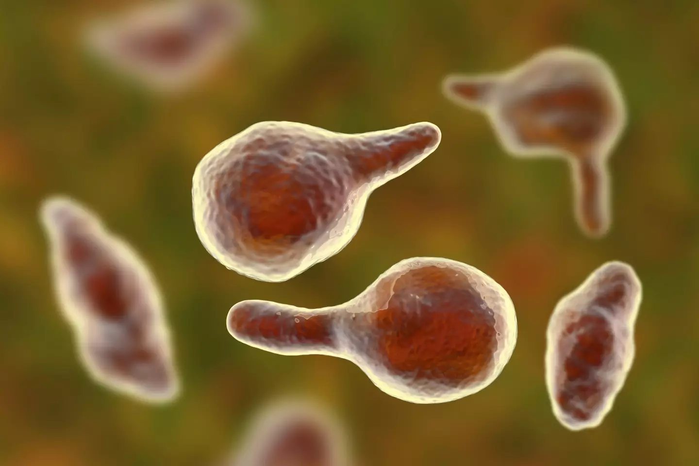 This bacteria can cervicitis, pelvic inflammatory disease, and infertility. You don't want it anywhere on you.