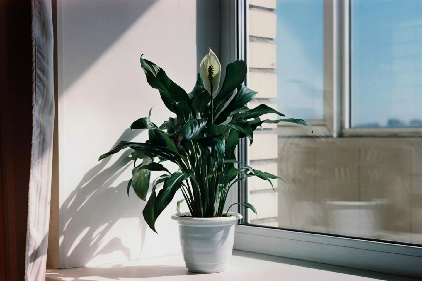 A peace lily can help combat mould in your home.