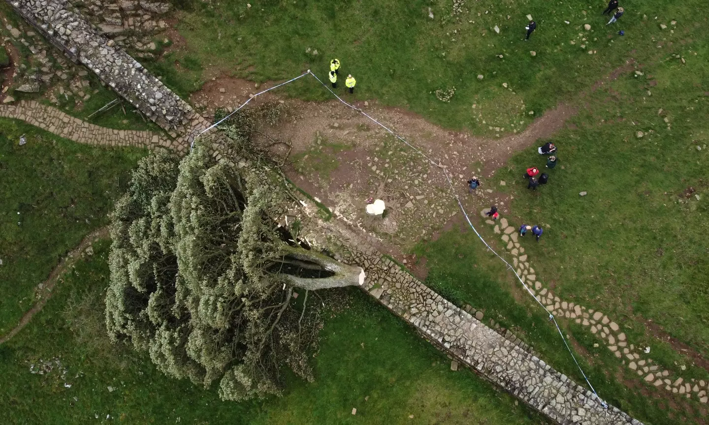 Two more people have been arrested and bailed in connection with the felling of the Sycamore Gap tree.